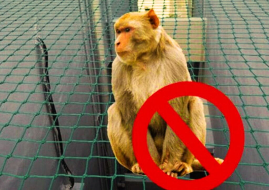 monkey safety nets and affordable balcony safety nets for apartments