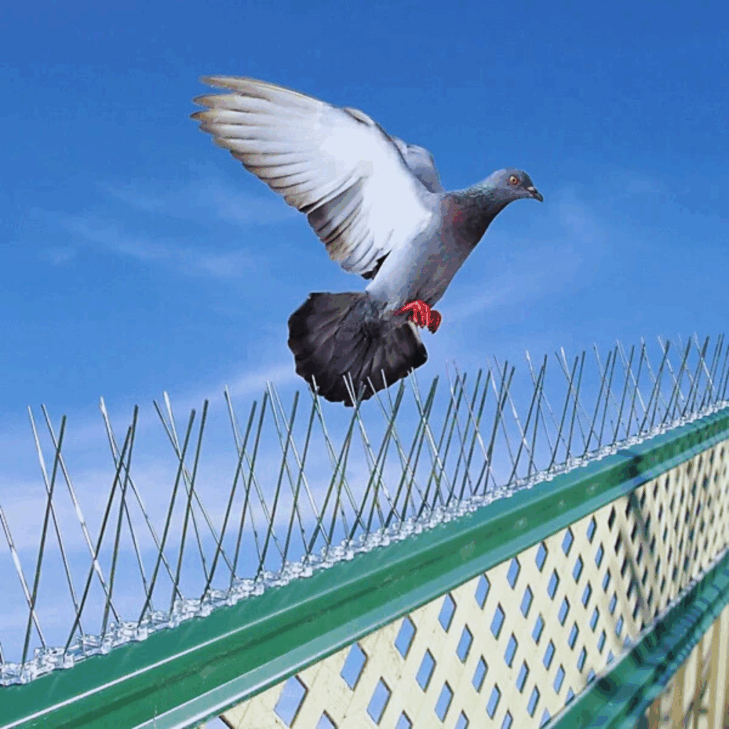 Bird Spikes and affordable safety nets installation services Hyderabad